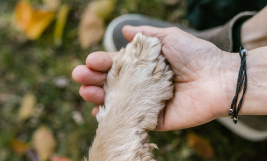 7 razones por las que tu perro se lame las patas a menudo (y cómo solucionarlo)