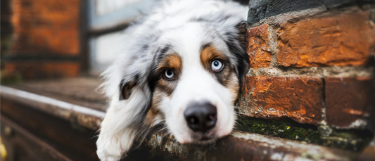 Sangre en las heces del perro: ¿qué hacer si el perro tiene sangre en las heces?