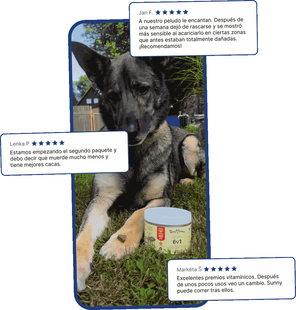 DogMama.es | Vitachuches para la salud de los perros